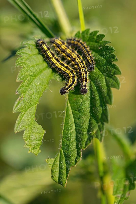 Caterpillar, Small tortoiseshell, (Aglais urticae), Butterfly, Butterfly, Lepidoptera, Insect, Macro Feldberg region, Black Forest, Baden-Württemberg, Germany