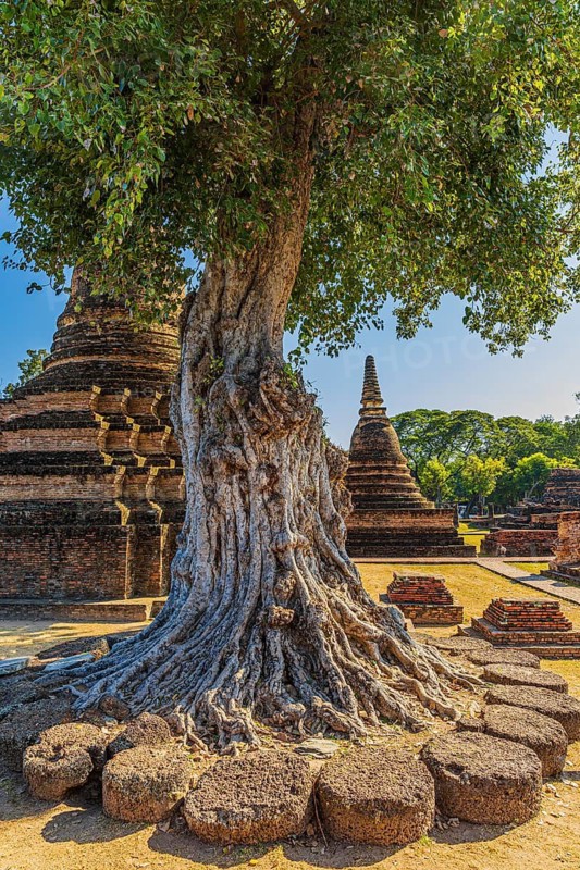Deciduous tree with gnarled trunk, temple tower, Prang, historic Buddhist temple complex Wat Mahathat, historical park, Sukhothai, Sukhothai province, Thailand
