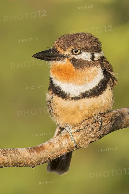 Russet-throated Puffbird (Hypnelus ruficollis) perched on a branch in Colombia, South America