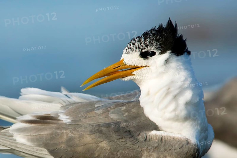 Greater Crested Tern (Thalasseus bergii), Victoria, Australia
