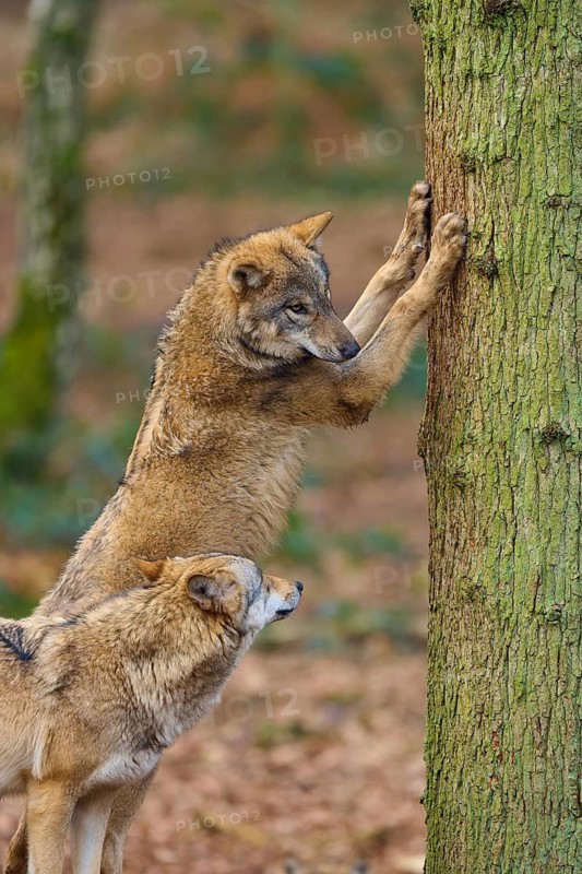Wolf (Canis lupus), two wolves interacting one standing on a tree trunk in the forest, Germany