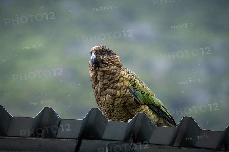 When it rains, a Kea sits on a corrugated iron roof in Arthur's Pass. Arthurs Pass National Park, Canterbury South Island, New Zealand
