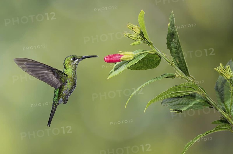 Green-crowned Brilliant (Heliodoxa jacula), Costa Rica