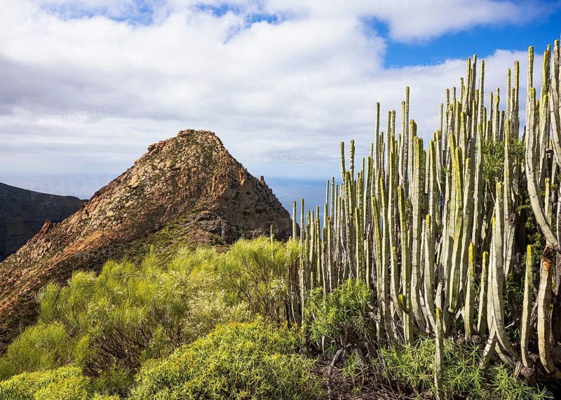 Mountain landscape, mountain hiking, Euphorbia canariensis, Canary milkweed with view to Risco Blanco, El Molledo, Tenerife, Canary Island, Spain