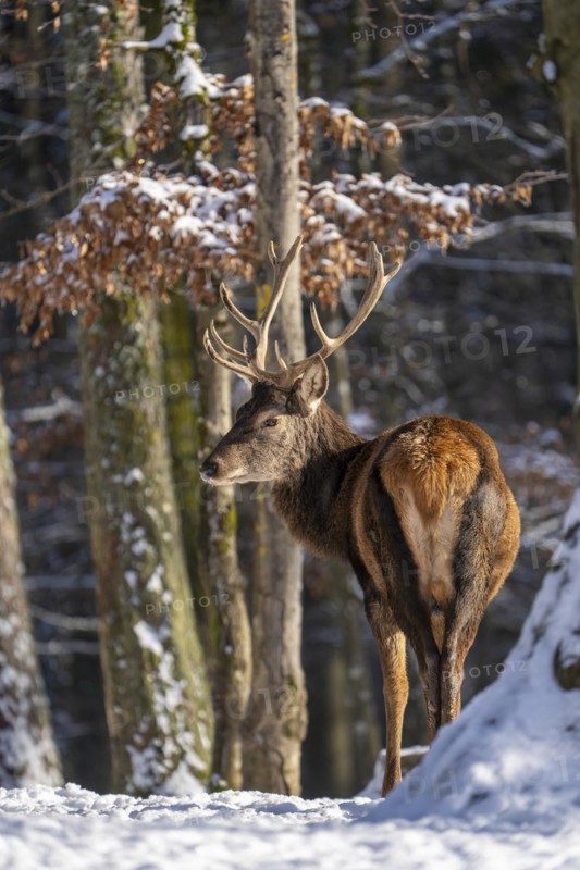Red deer (Cervus elaphus), in the snow, winter, Vulkaneifel, Rhineland-Palatinate, Germany