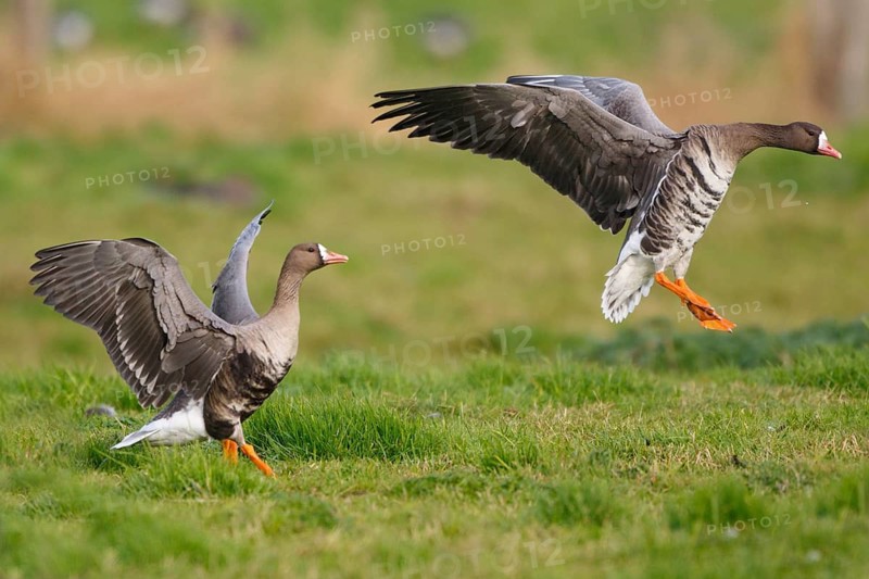 Greater White-fronted Goose (Anser albifrons) flying, North Rhine-Westphalia, Germany