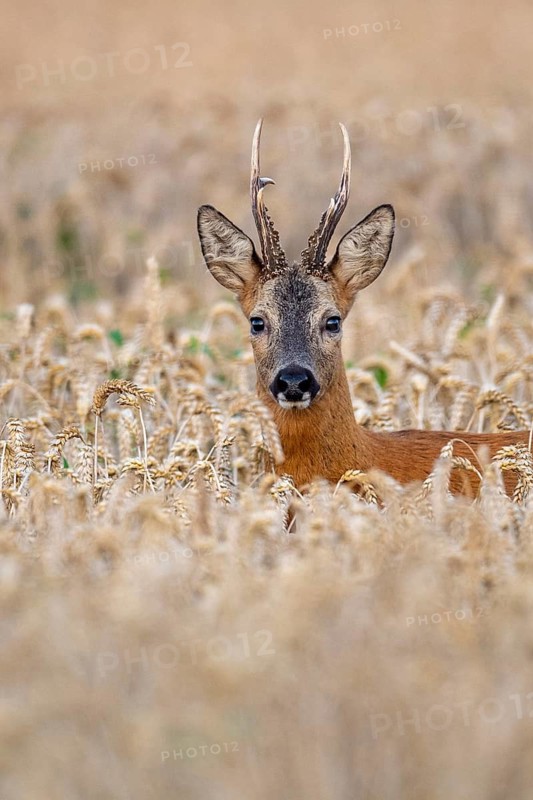 Roebuck (Capreolus capreolus) in wheat, Vechta, Lower Saxony, Germany