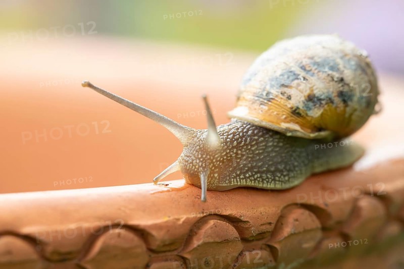 Garden snail (Cornu aspersum) adult gastropod molluscs on a garden plant pot in summer, England, United Kingdom