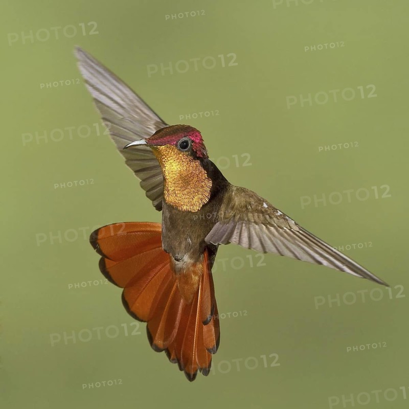 Ruby-topaz Hummingbird (Chrysolampis mosquitus), Trinidad and Tobago