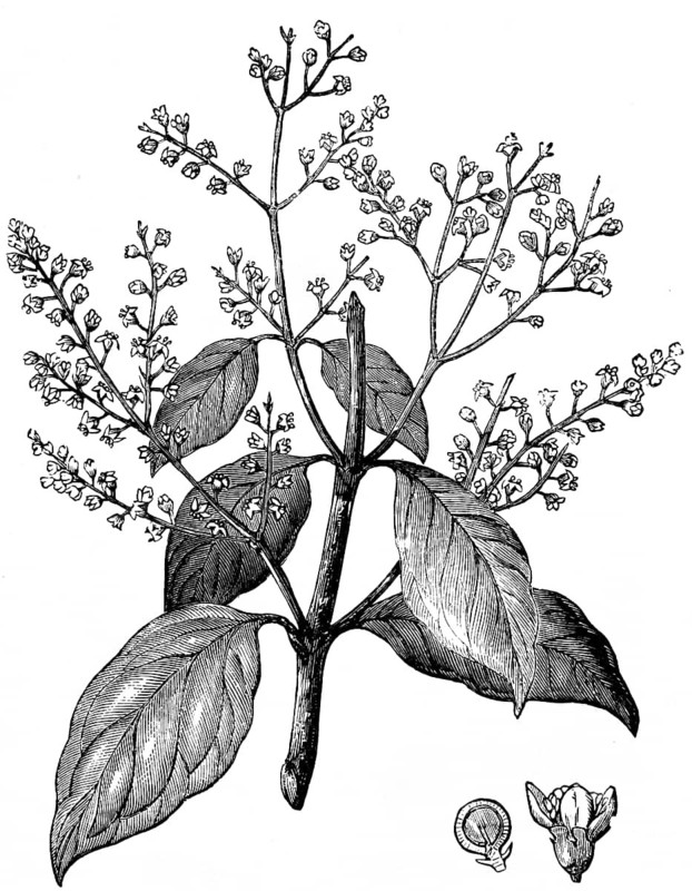The Salvadora persica, the mustard of Sacred Scripture, Gospel of Luke, chapter 17, verse 6, New Testament, Bible, historical illustration 1850