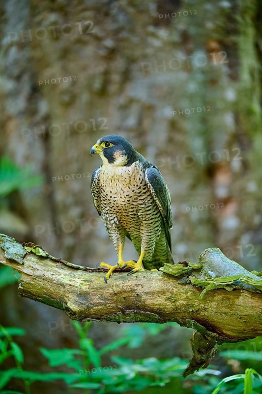 Peregrine Falcon (Falco peregrinus), adult sitting on branch in forest, Bohemian Forest, Czech Republic