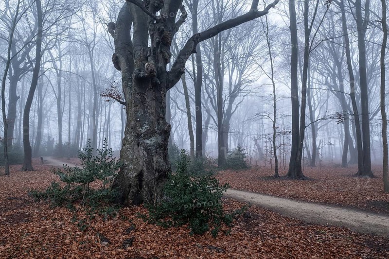 Beech forest (Fagus sylvatica) in the fog, Emsland, Lower Saxony, Germany