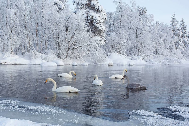 Whooper Swan (Cygnus cygnus) group, Finland