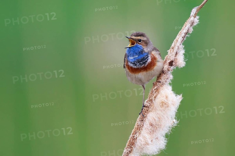 Bluethroat (Luscinia svecica cyanecula) male singing from cattail, Netherlands