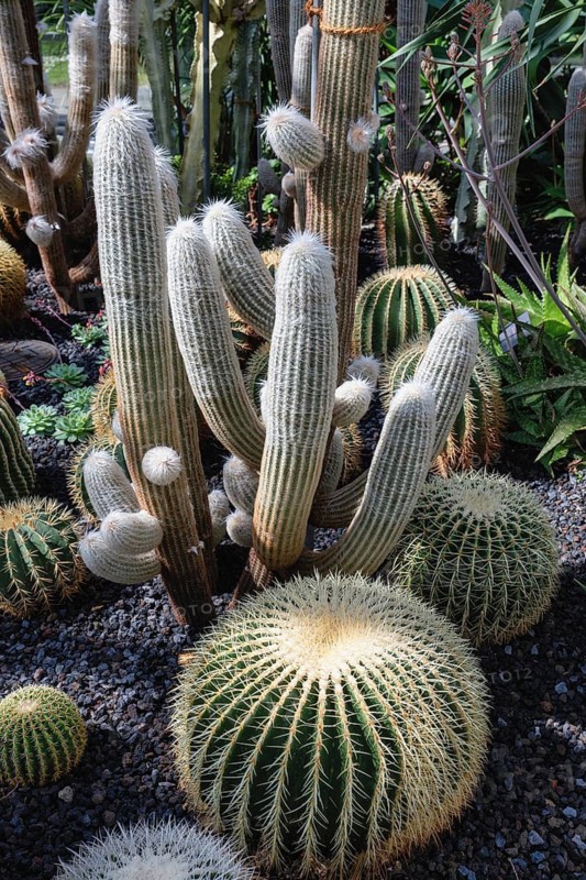 Golden globe cacti (Echinocactus grusonii) and woolly hair cacti (Espostoa) in the cactus house, plant house of Überlingen am Lake Constance, Überlingen am Lake Constance, Bodenseekreis, Baden-Württemberg, Germany