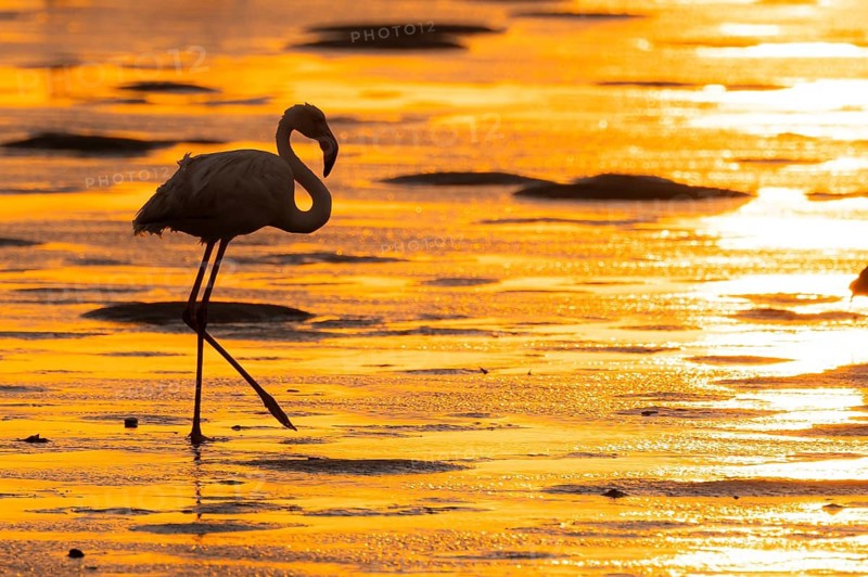 Pink flamingo (Phoenicopterus roseus) against the light, sunset, lagoon at Walfish Bay, Erongo, Namibia