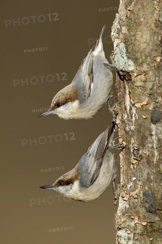 Brown-headed Nuthatch (Sitta pusilla), Texas, USA