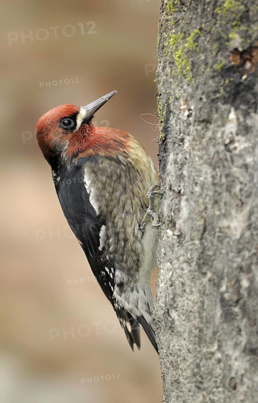 Red-breasted Sapsucker (Sphyrapicus ruber), British Columbia, Canada