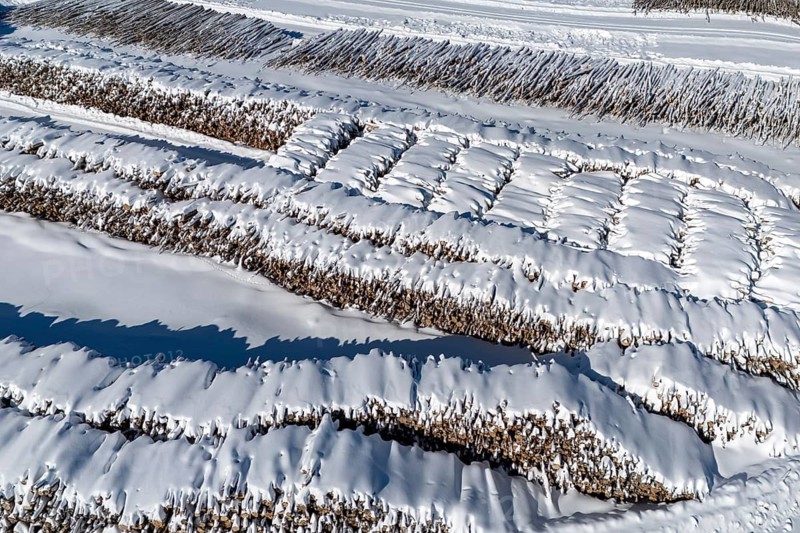 Storage area for cut logs under the snow, Region of La Mauricie, Province of Quebec, Canada