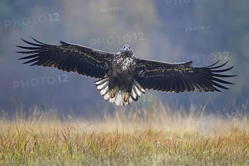 White-tailed Eagle (Haliaeetus albicilla) juvenile flying, Lodz, Poland