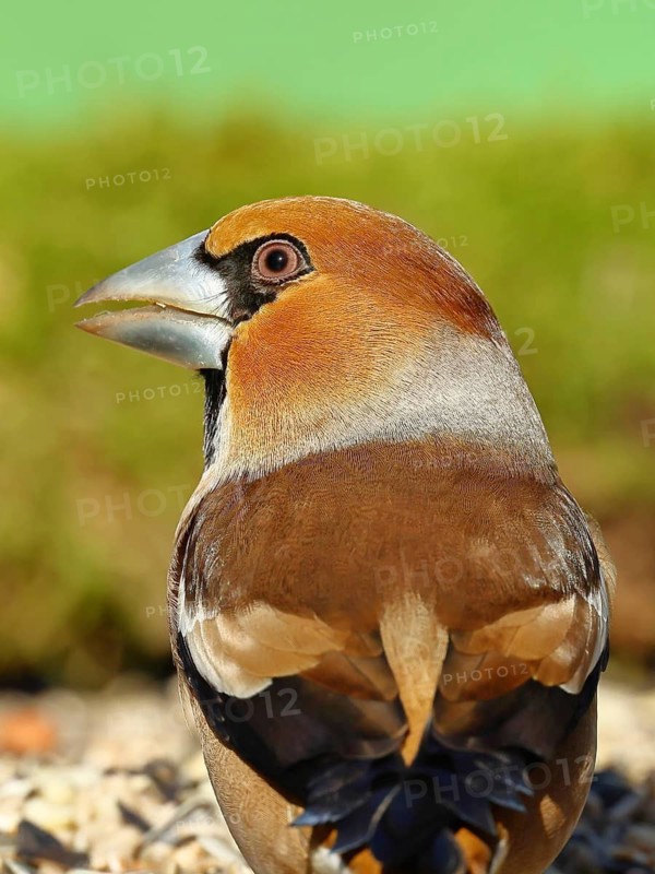 Hawfinch (Coccothraustes coccothraustes), male, animal portrait, North Rhine-Westphalia, Germany