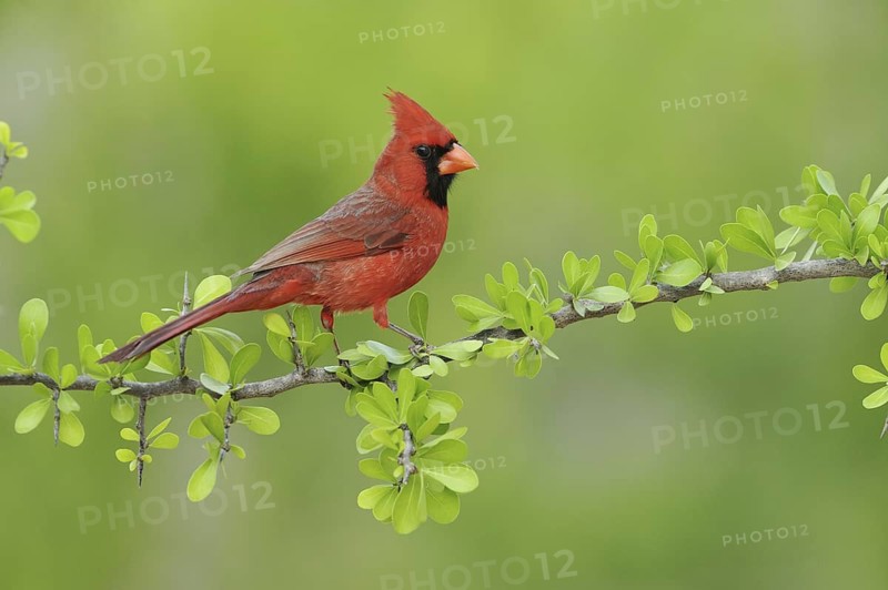 Northern Cardinal (Cardinalis cardinalis), Texas, USA
