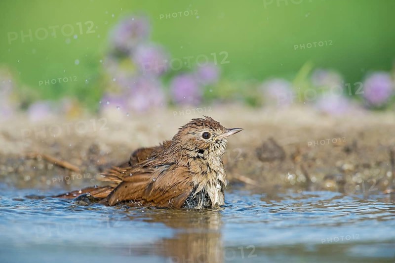 Common Nightingale (Luscinia megarhynchos) bathing in waterhole, Aosta Valley, Italy