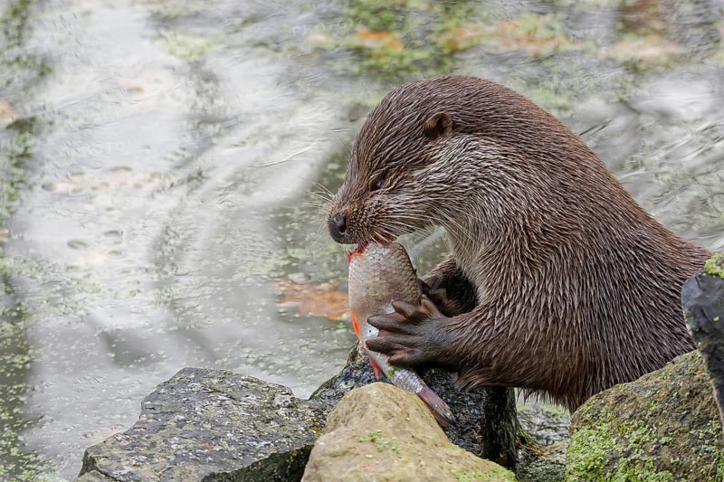 European otter (Lutra lutra) sitting on riverbank and holding a fish while feeding, close-up wildlife scene with wet fur, natural freshwater habitat, detailed portrait of predator behavior, calm water surface in background, high detail nature photography, Poland