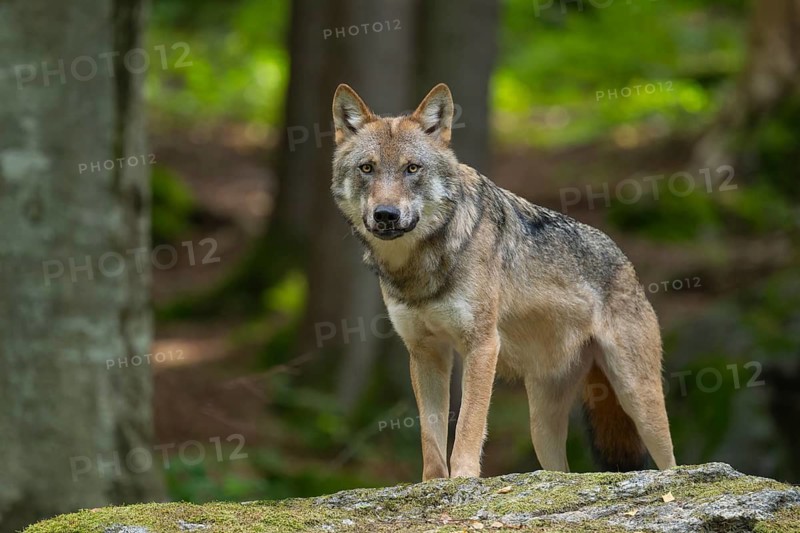 Wolf (Canis lupus) standing on a moss-covered rock and looking attentively, captive, Bavarian Forest National Park, Bavaria, Germany