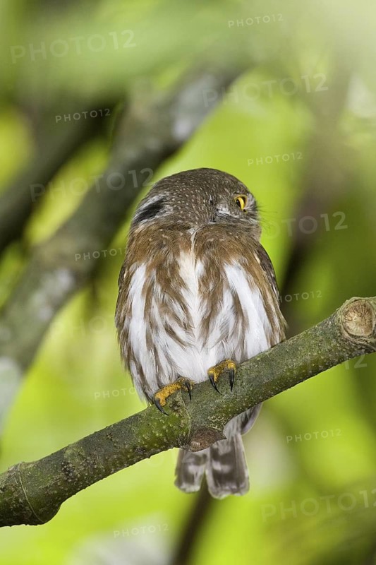 Colima Pygmy-Owl Glaucidium palmarum La Bajada, Nayarit, Mexico 27 March Adult showing eye spots on back of head. Strigidae