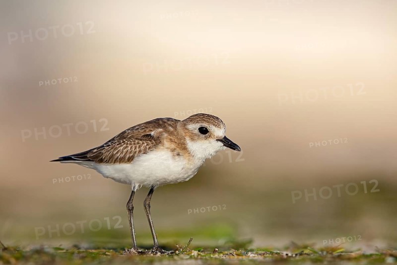 Animals, Birds, Little Ringed Plover, Mongolian Plover, (Charadrius mongolus), Barr Al Hikman, Shannah, Ash Sharqiyah South, Oman