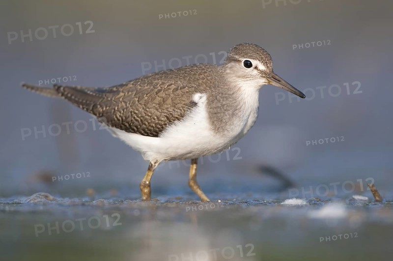Common Sandpiper (Actitis hypoleucos), Thuringia, Germany