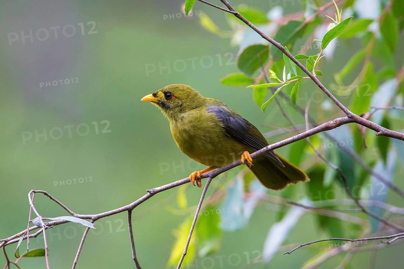Bell Miner (Manorina melanophrys), Victoria, Australia