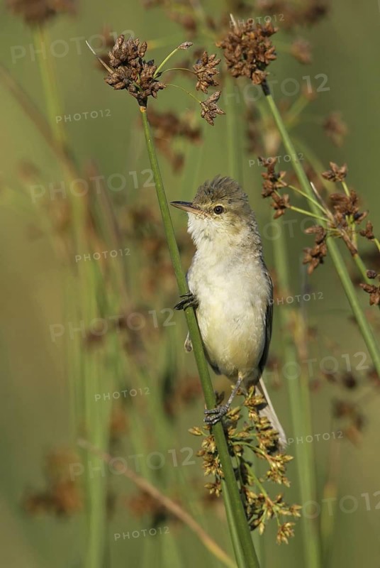 Australian Reed Warbler (Acrocephalus australis), Victoria, Leopold, Australia