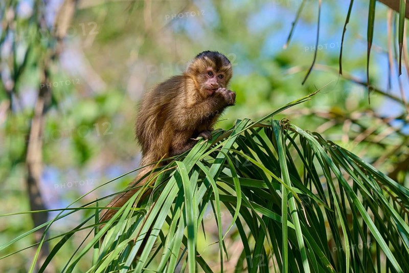Small monkey sitting on a branch, surrounded by lush vegetation, capuchin monkey (Sapajus apella), Pantanal, Mato Grosso, Brazil
