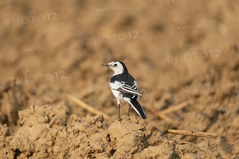 A white wagtail (Motacilla alba) stands on the ground against a blurred background, Sreepur, Gazipur, Bangladesh