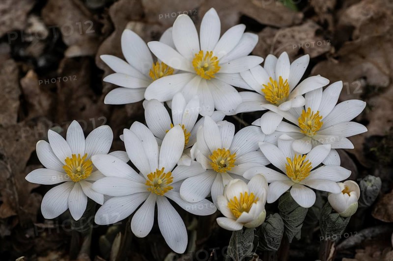 Canadian bloodroot (Sanguinaria canadensis), Emsland, Lower Saxony, Germany