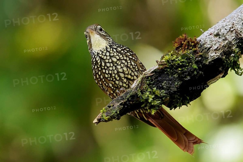 Pearled Treerunner (Margarornis squamiger) perched on a branch in the Andes Mountains of Colombia