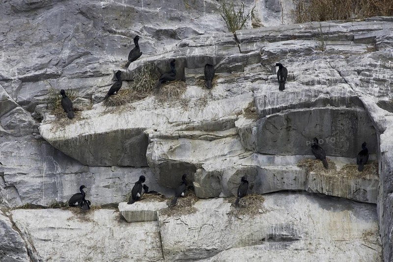 Pelagic Cormorant (Phalacrocorax pelagicus), British Columbia, Canada