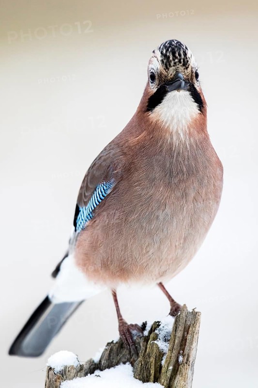 Eurasian Jay (Garrulus glandarius) perched on a stump in snow, Bialowieca National Park, Poland