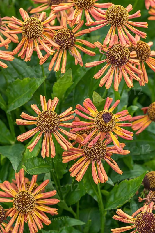Sunflower (Helenium 'Loysder Wieck'), RHS Garden Bridgewater, Great Britain