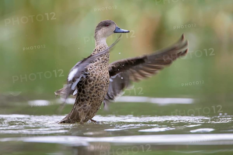 Grey Teal (Anas gracilis) bathing, Victoria, Australia