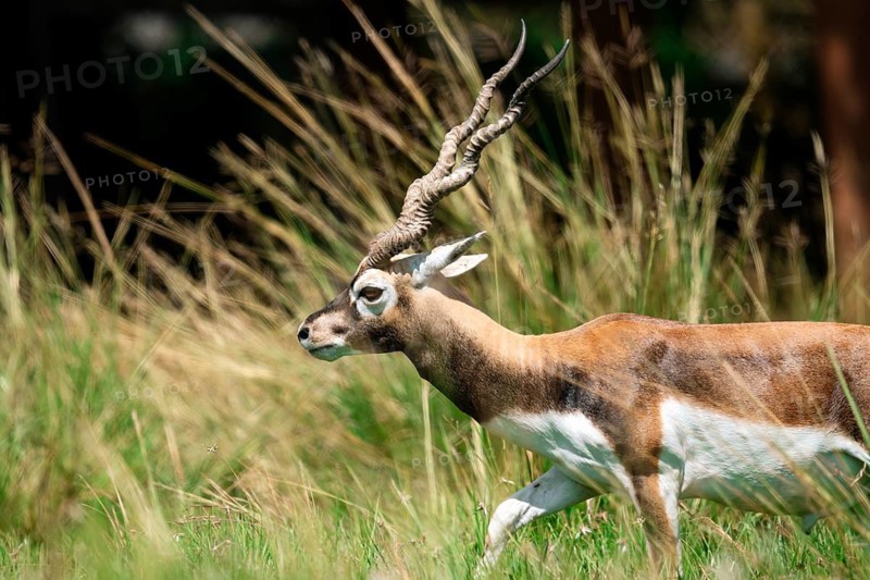 A Blackbuck, Antilope cervicapra, captured in motion through a grassy area, turning its head slightly towards the camera, showcasing its twisted horns and alert expression