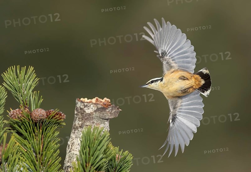 Red-breasted Nuthatch (Sitta canadensis) flying, Alaska, USA