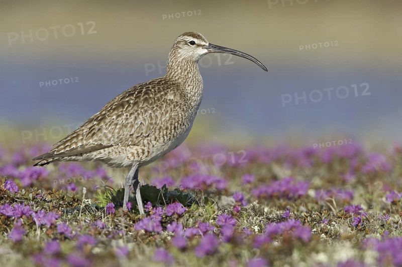 Whimbrel (Numenius phaeopus), Manitoba, Canada