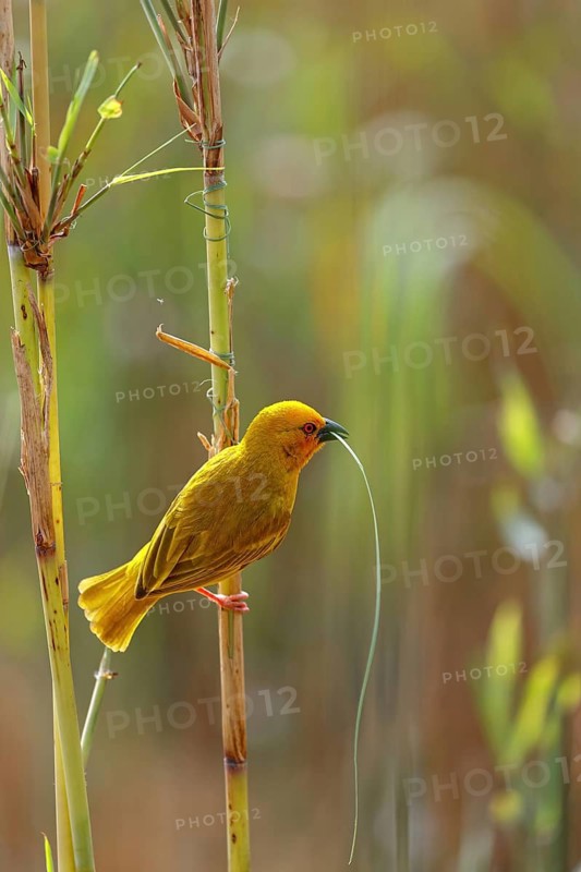 Eastern golden weaver (Ploceus subaureus), iSimangaliso Wetland Park, St. Lucia, KwaZulu-Natal, South Africa