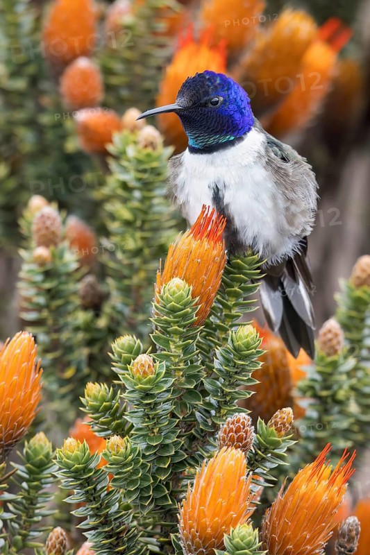 Chimborazo Hillstar (Oreotrochilus chimborazo) perched on a branch in the Andes Mountains in Ecuador