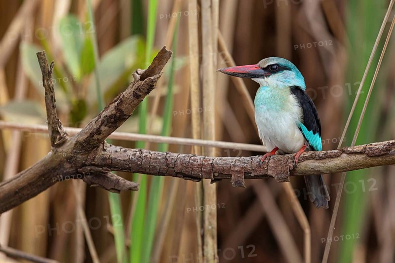 Kingfisher, (Halcyon malimbica), kingfisher family, perching bird, Africa, Gambia, Kotu creek canoe trip, Kotu, South Bank, Gambia
