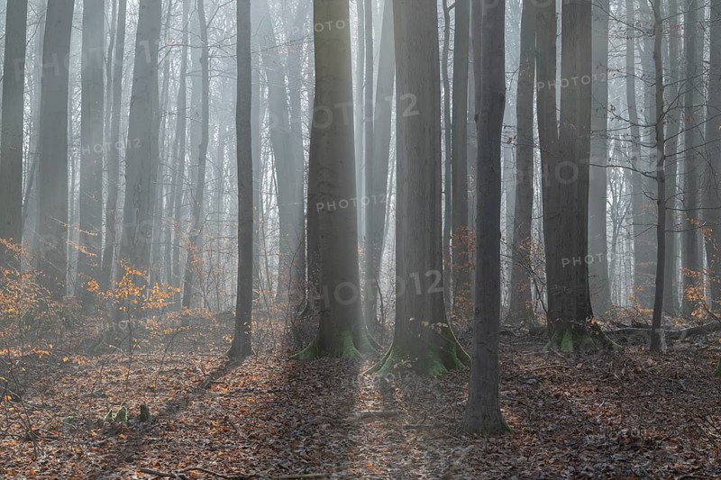 European beech (Fagus sylvatica), European beech forest in winter in backlight, morning mist, Hainich National Park, Türingen, Germany