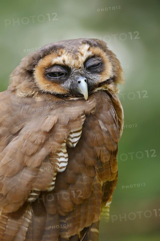 Brown wood owl (Strix leptogrammica), portrait, captive, occurrence in Asia